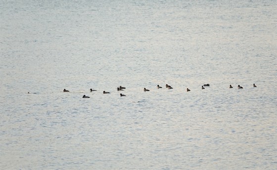 １８羽の群れ、左側の１羽は潜水し波紋が残る